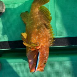 沖ノ島ジギング