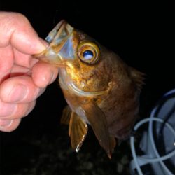 なかなか釣れません