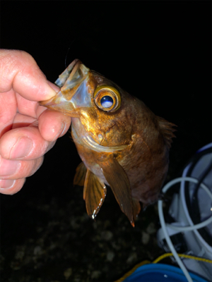 なかなか釣れません