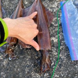 ヤリイカ終盤戦