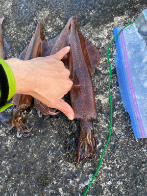 ヤリイカ終盤戦