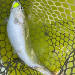 エリアトラウト