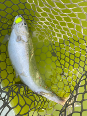 エリアトラウト