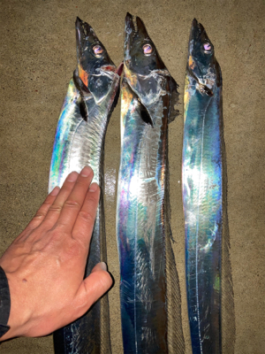 仕事終わりにワインドで良型連発！！