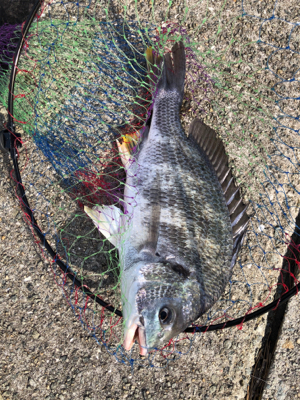 今日は西宮浜でエビ巻きしました。