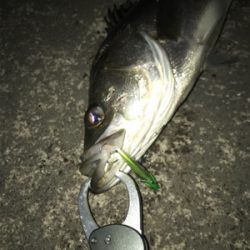 やっと出会えた1本