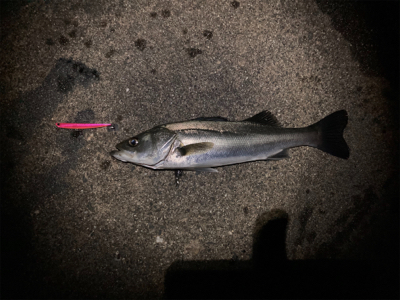 シーバスフィッシング