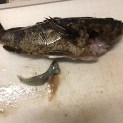 タケノコメバル？