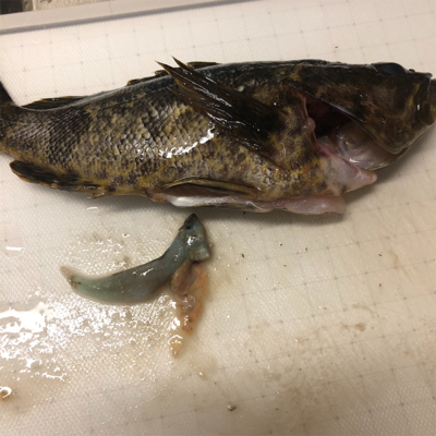 タケノコメバル？