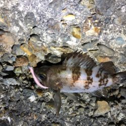 フロートメバルが楽しい