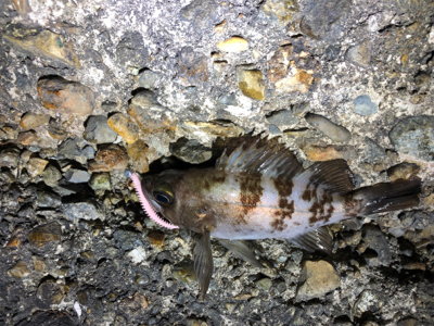 フロートメバルが楽しい