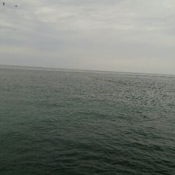 なんとかヒラメ1枚