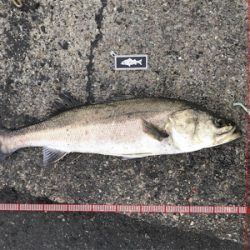 ランカーシーバス