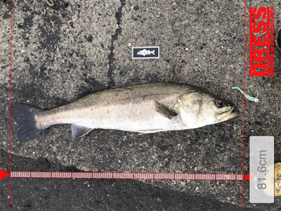 ランカーシーバス