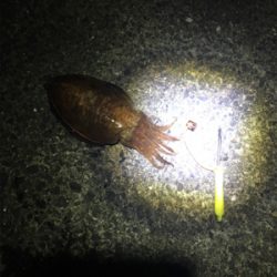 コウイカ 釣行