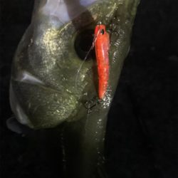 大潮はアジ・メバル渋い?