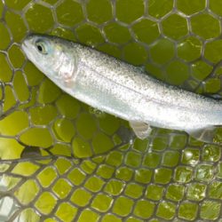 エリアトラウト