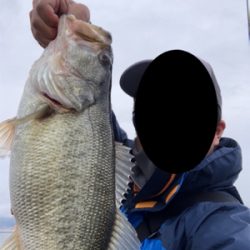 流行りのカバースキャット