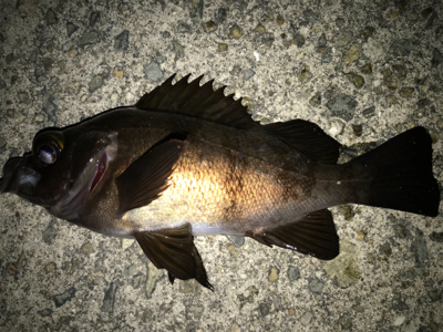 2021ライトゲーム第8戦