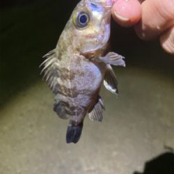 ちっちゃいメバル