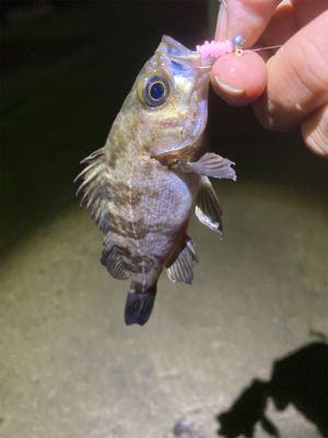 ちっちゃいメバル