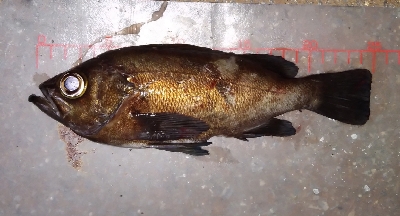 今度こそシーズン到来!