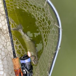 雨の服部緑地は釣りやすい。