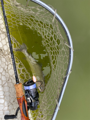 雨の服部緑地は釣りやすい。