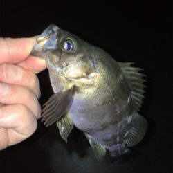 メバル好調です