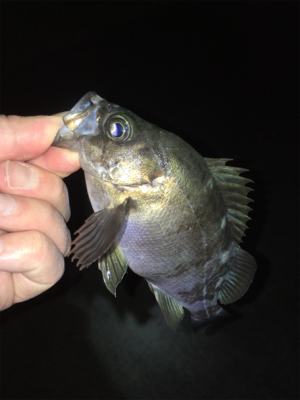 メバル好調です