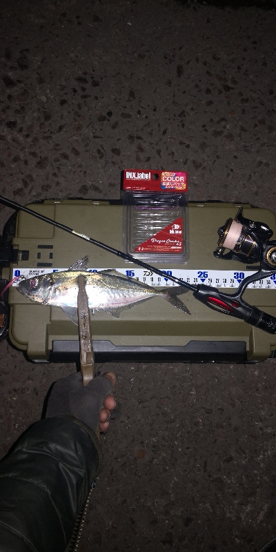 アジング練習 263 INXドラゴンクロー…