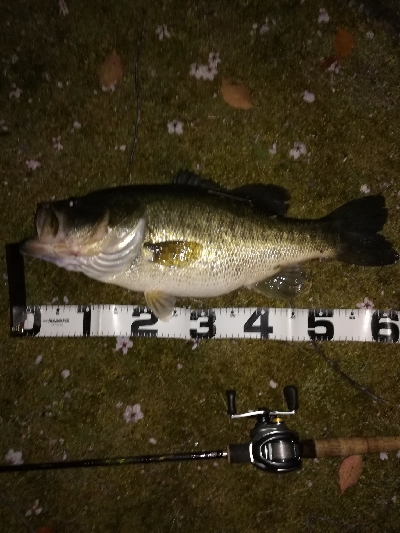 2年ぶりのブラックバス