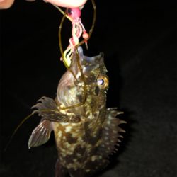 メバルとガシラ の共演