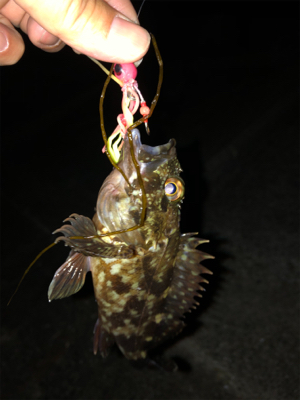 メバルとガシラ の共演