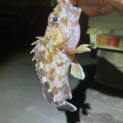 サイズアップ無し