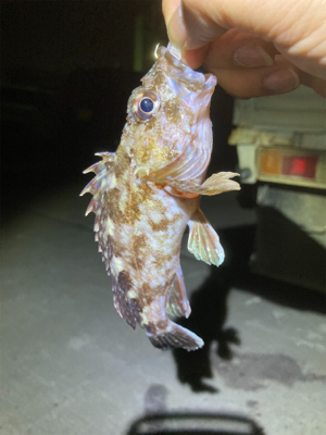 サイズアップ無し