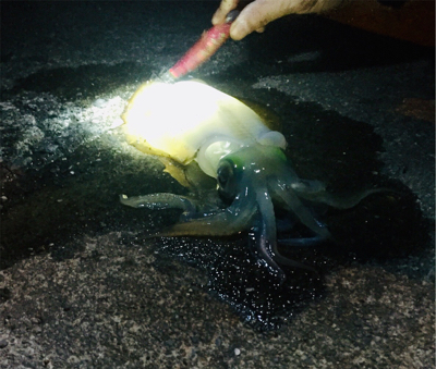 初めまして！アオリイカさん