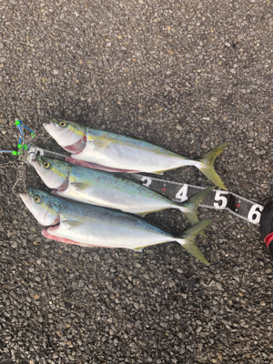 朝マヅメ最高(*｀ω´)b