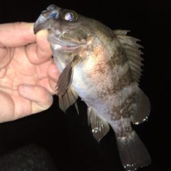 春爆メバリング