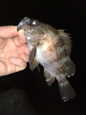 春爆メバリング