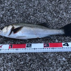 シーバス好調！