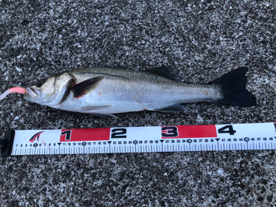 シーバス好調！