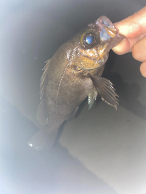 フロートメバリング