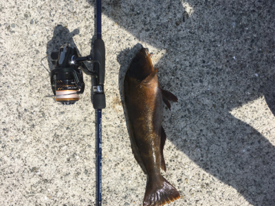 ひさびさの大物