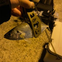 ゲキシブアジング&鯖ゲー