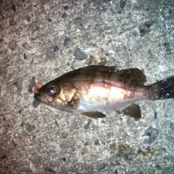 虫ヘッドでメバル