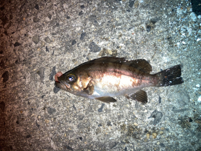 虫ヘッドでメバル