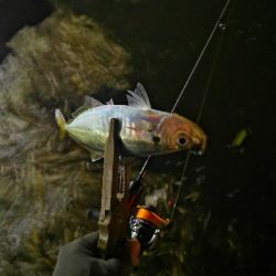 アジング練習 264