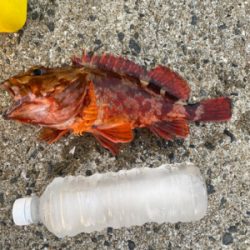 平戸島初釣行！