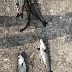 シーバス高活性